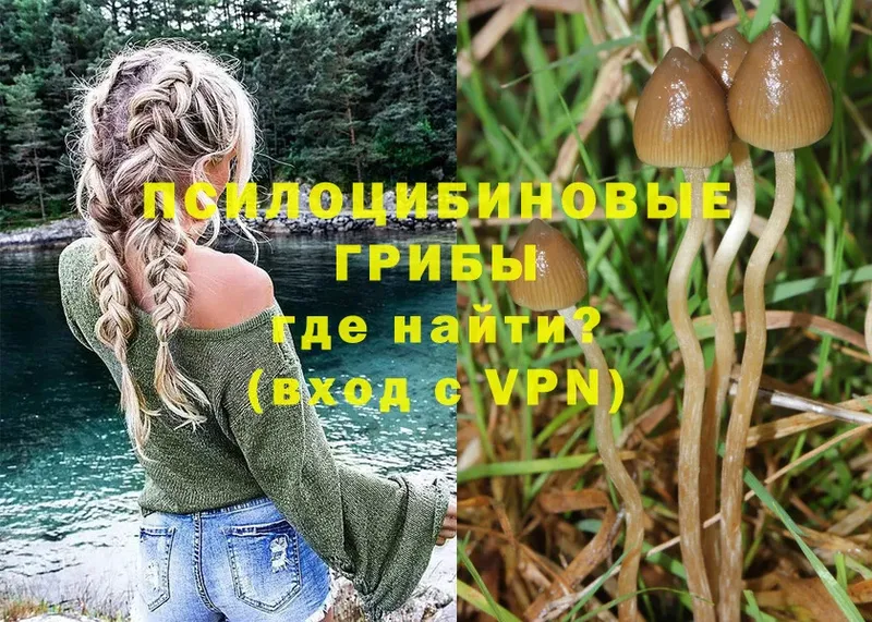 Галлюциногенные грибы Cubensis  Саров 